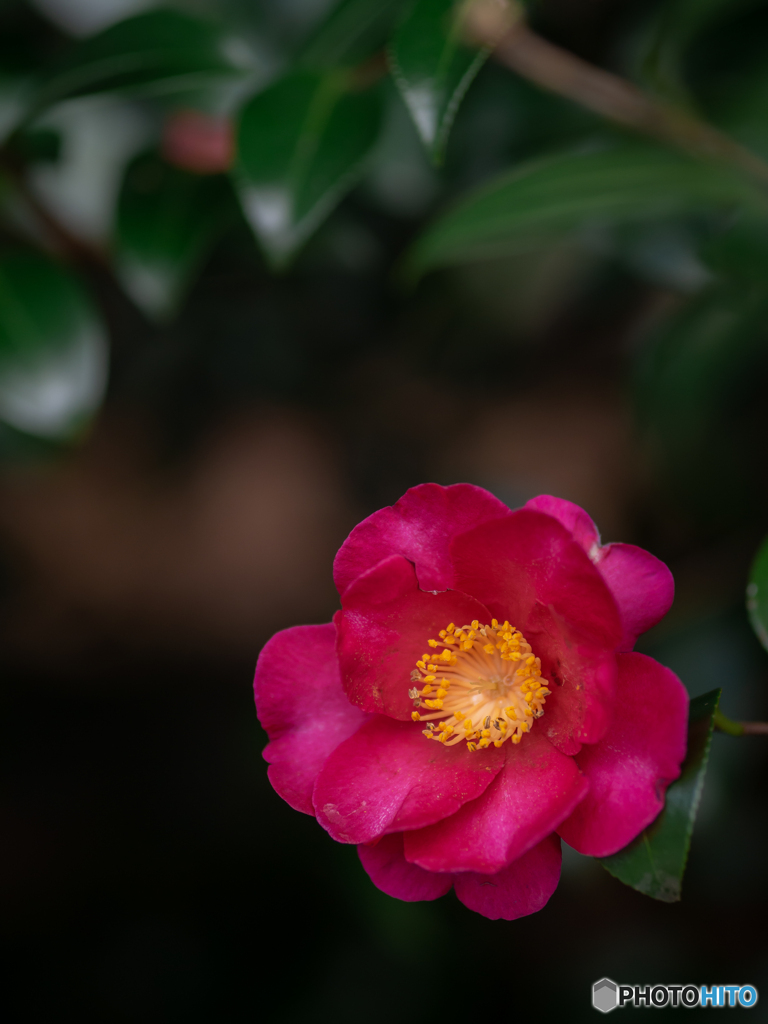 （山茶花）