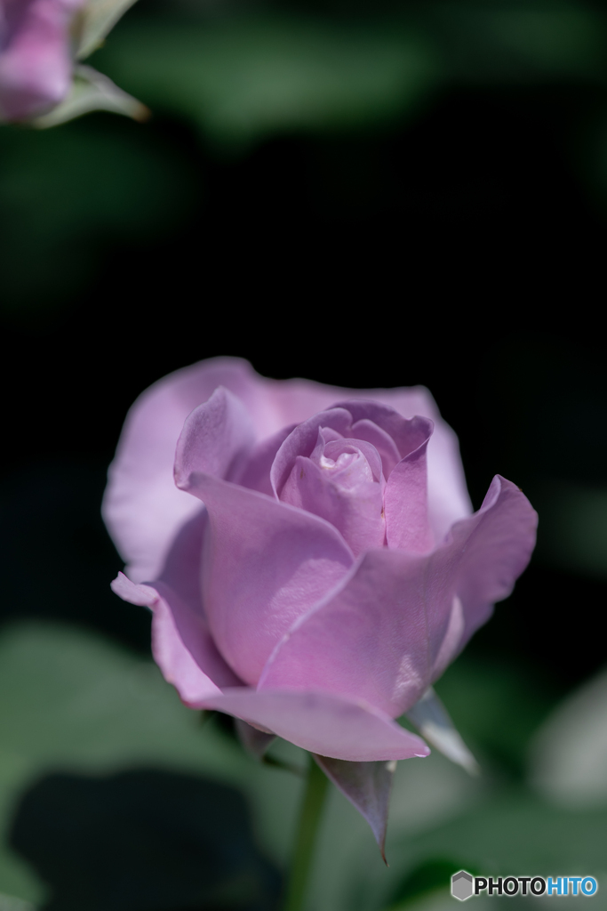 （青い薔薇）