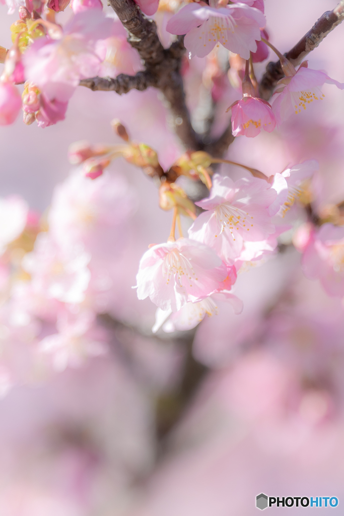 （Spring has come!)