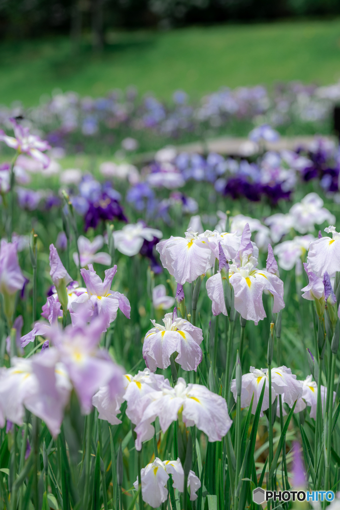 (花菖蒲園）