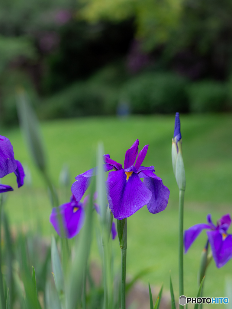 （花菖蒲）