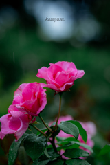 （雨の日の薔薇園）