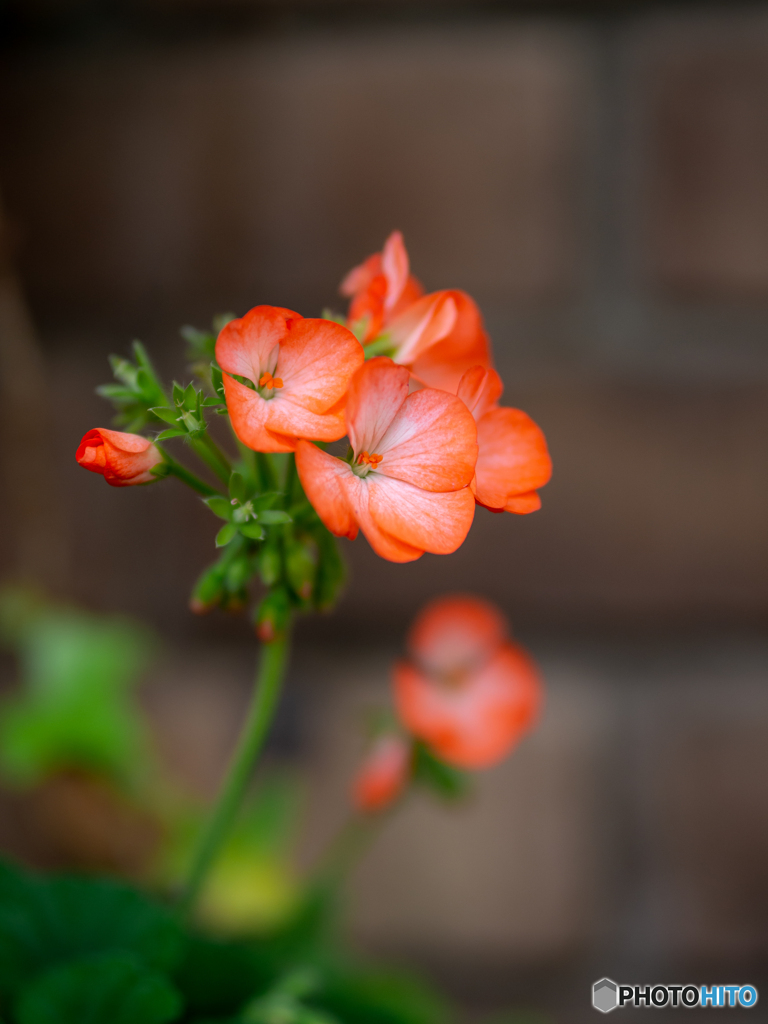 (庭の花）