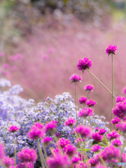 (秋花壇）