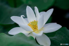 (lotus)