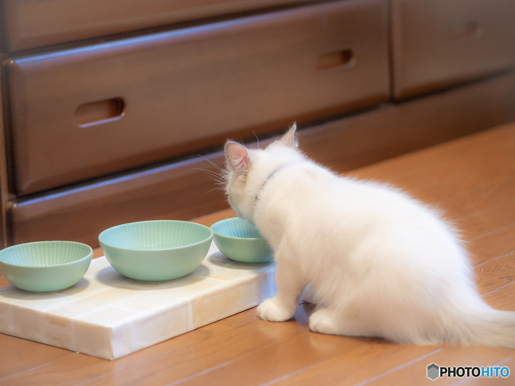 (モリモリ食べて）