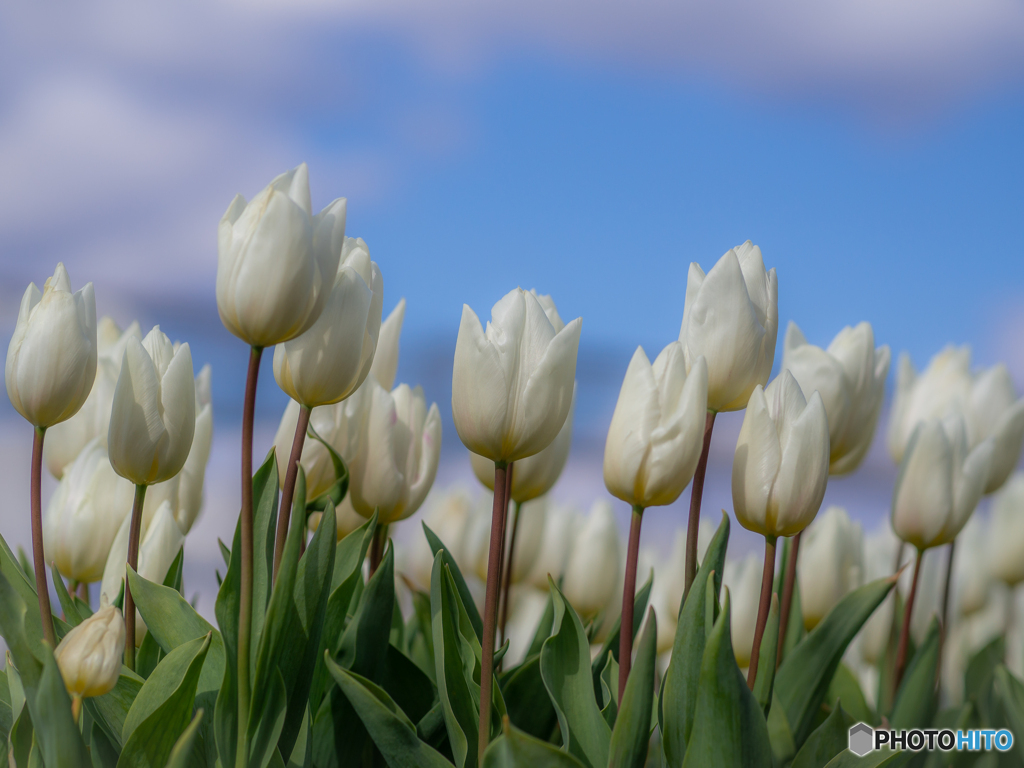 （ice tulip)