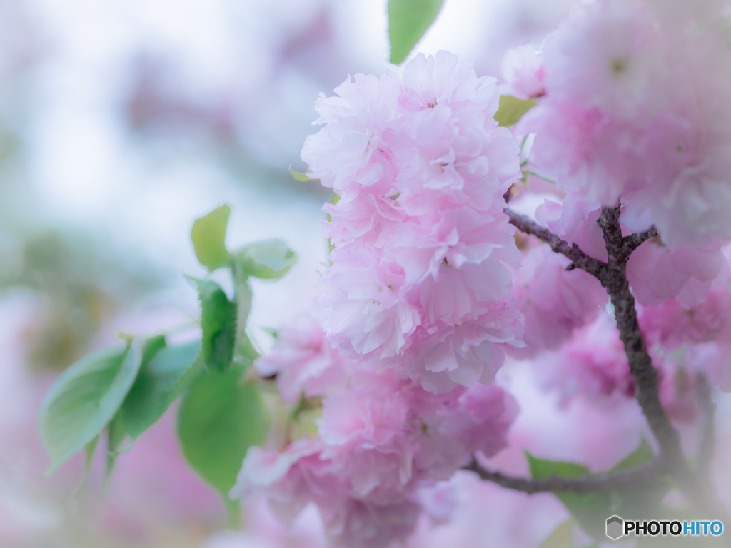 (八重桜咲き満ちて）
