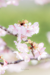 （河津桜咲いたよ！）