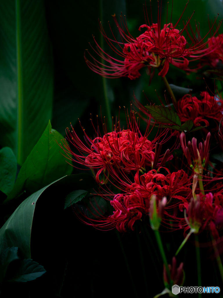 (redspiderlily)