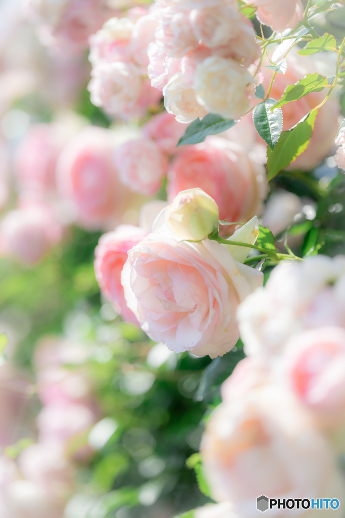 (rose garden)