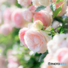 (rose garden)