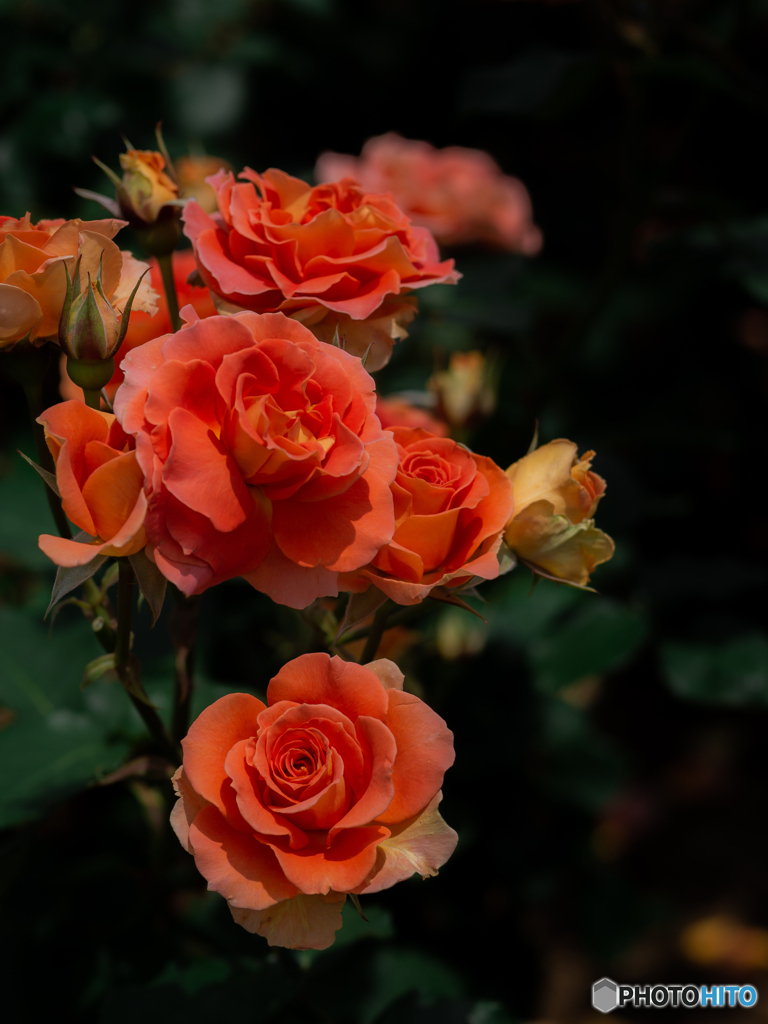 （Rose garden）
