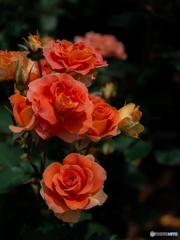 （Rose garden）