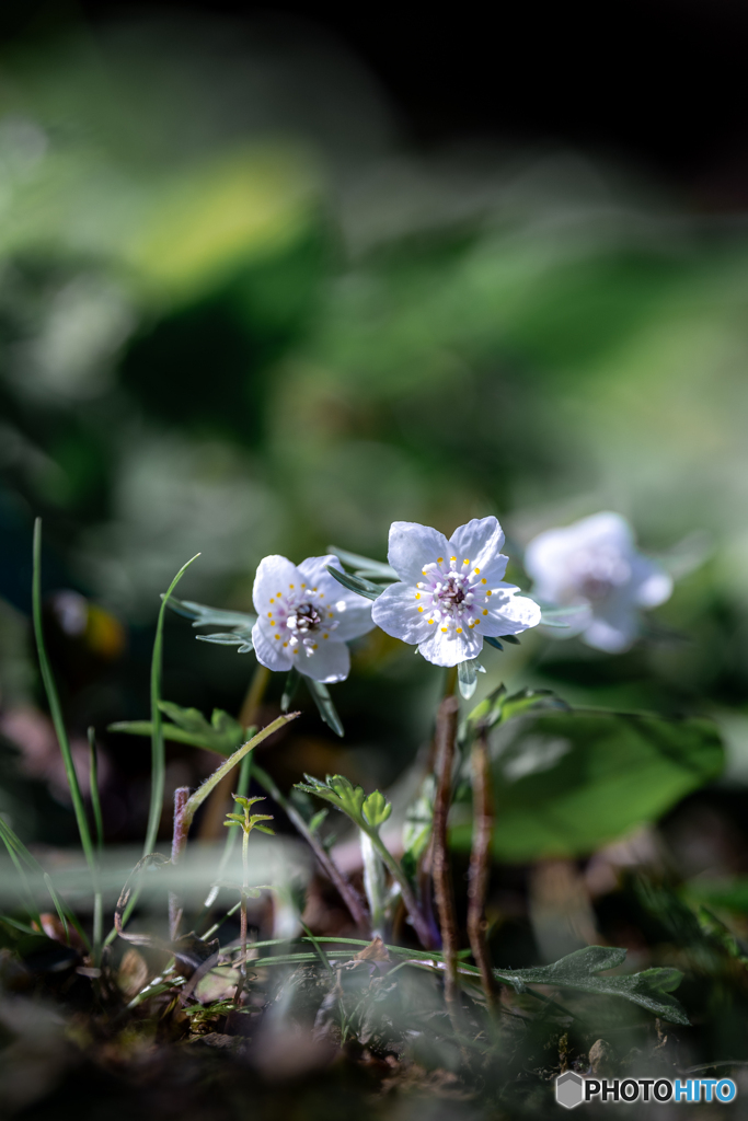 （Eranthis pinnatifida)