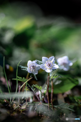 （Eranthis pinnatifida)