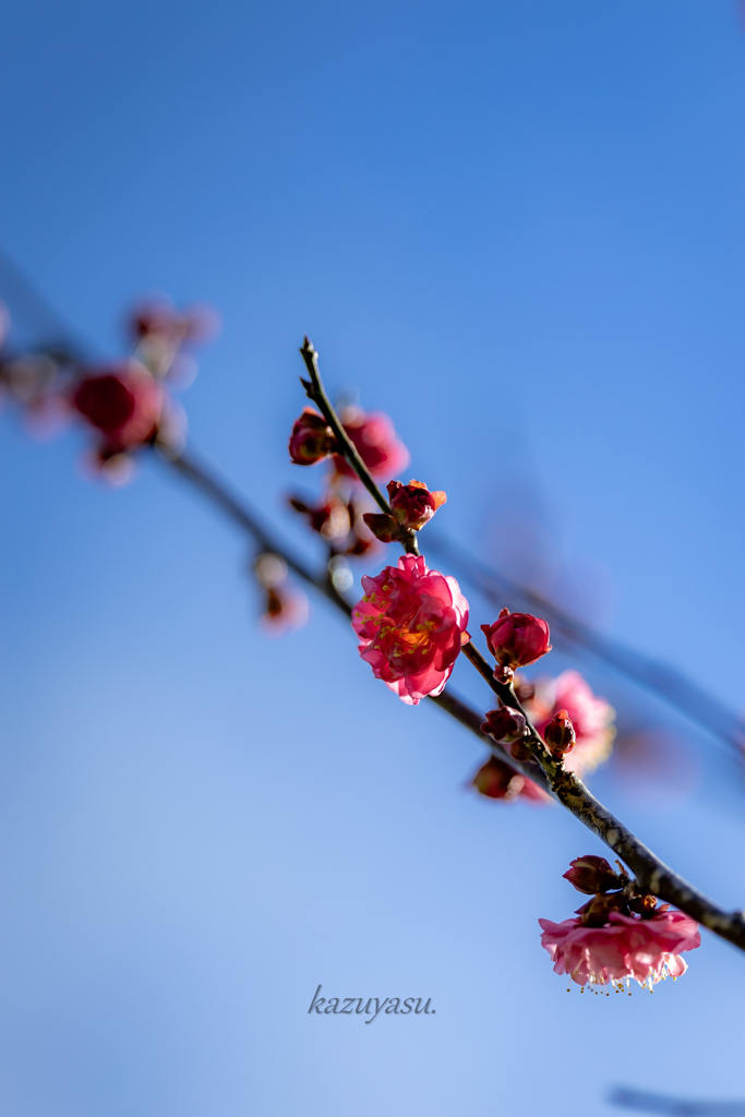 （咲き始めた寒紅梅）