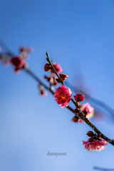 （咲き始めた寒紅梅）