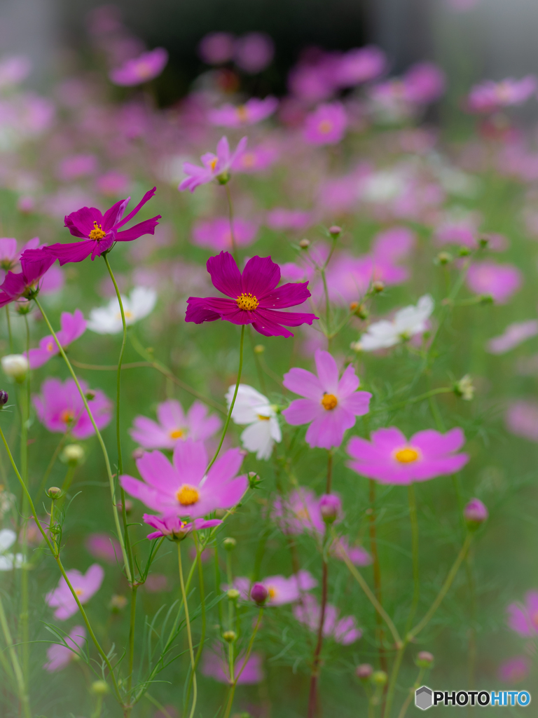 （秋桜）