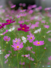 （秋桜）