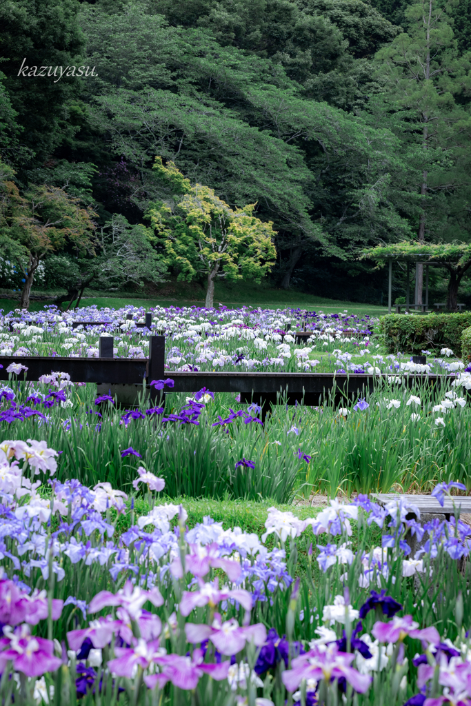 (雨の花菖蒲園）