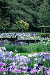 (雨の花菖蒲園）