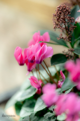 (Cyclamen）