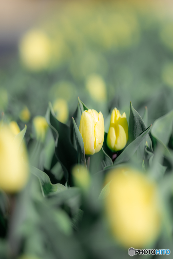 （Ice tulip)