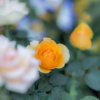 （温室で咲く花たち）
