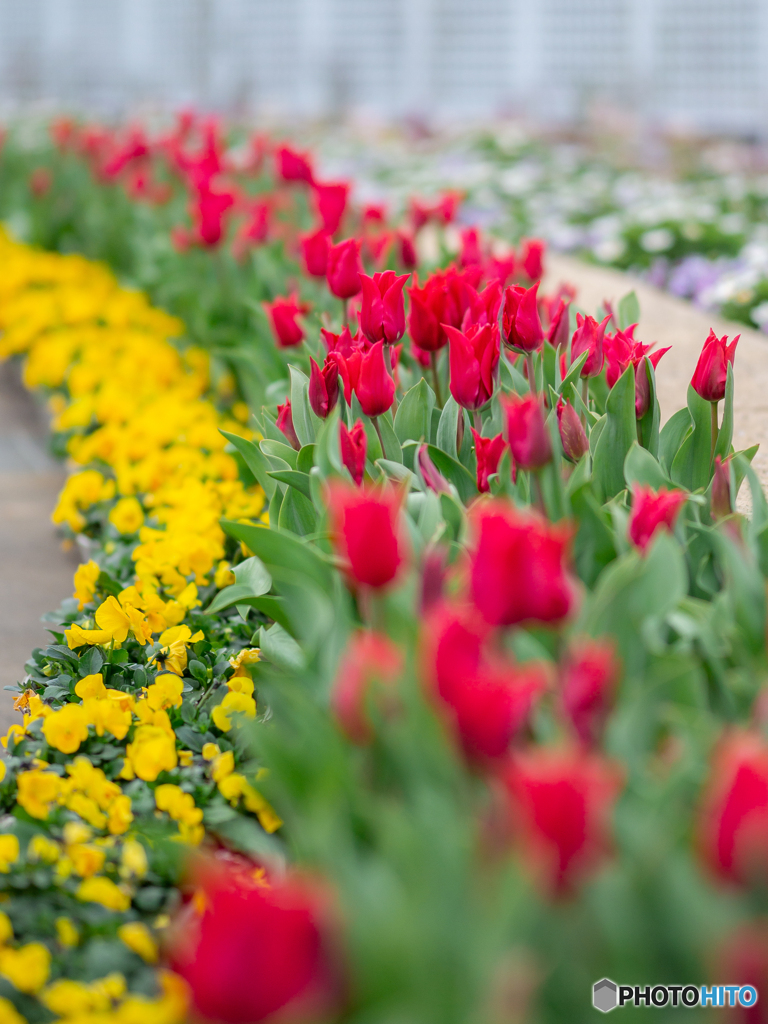 (ice tulip)