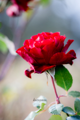 （冬薔薇）
