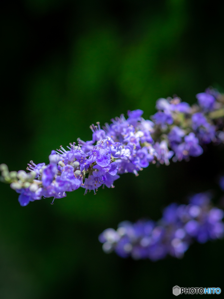 (庭の花）