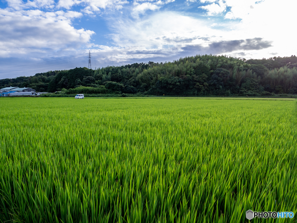（田んぼの風景）