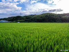 （田んぼの風景）