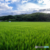 （田んぼの風景）