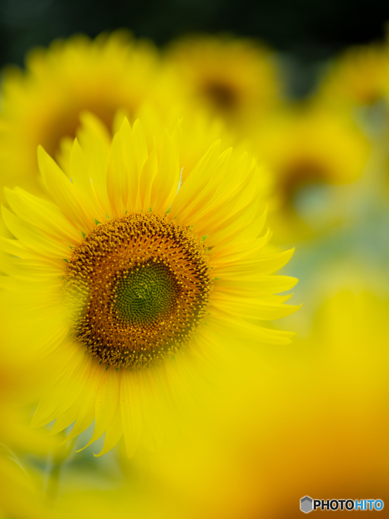 （Sun flower)