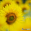 （Sun flower)