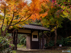 （浜松城公園）