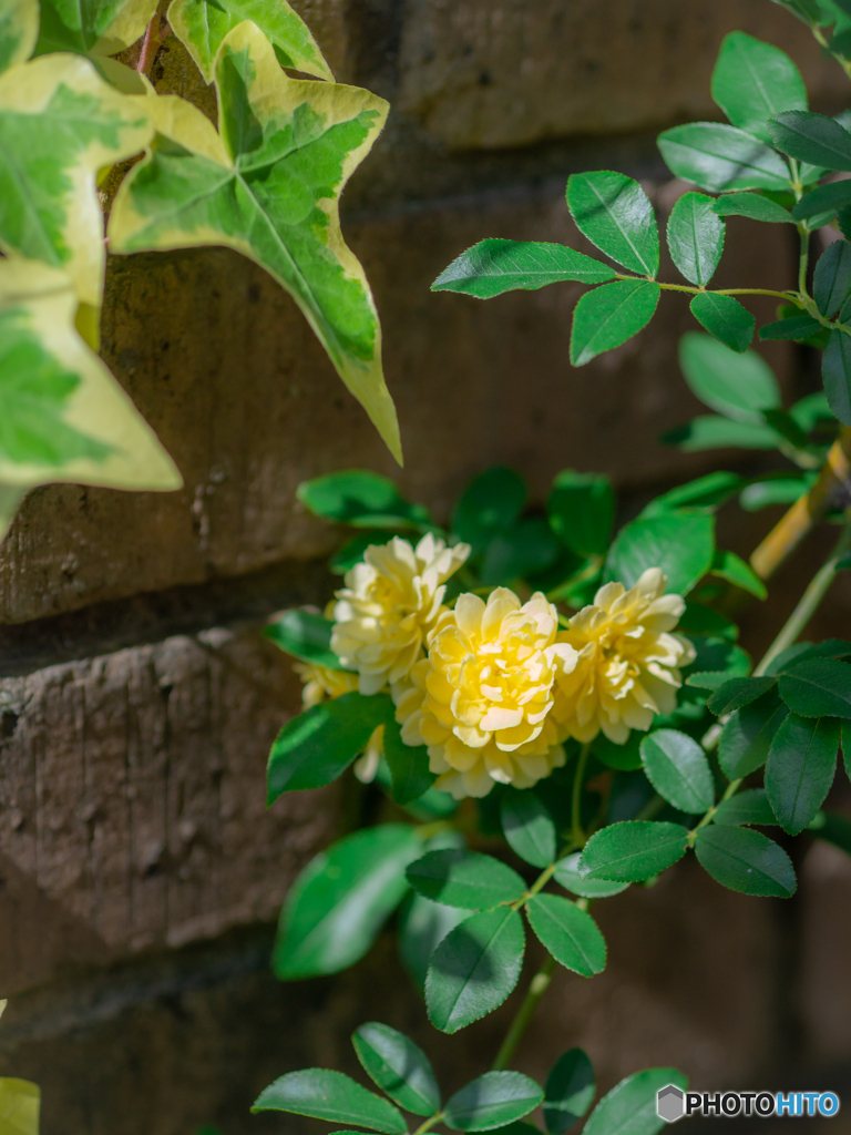 (木香薔薇）