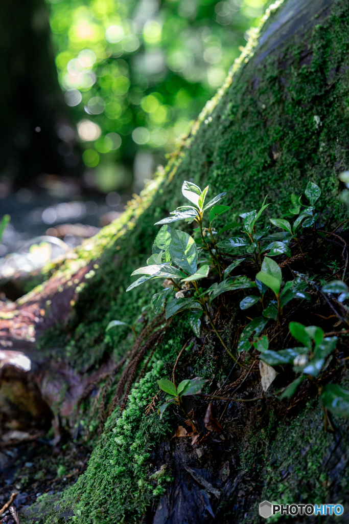 (苔むす杉の木）