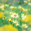 （黄花コスモス）