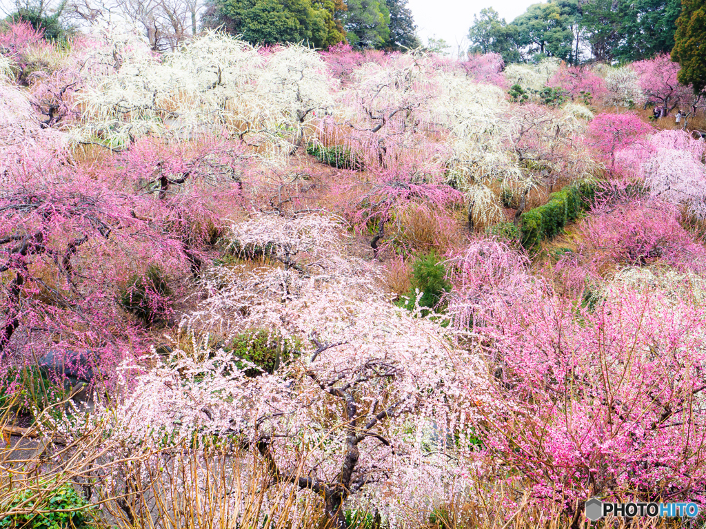 （雨の梅園）