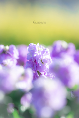 (ストックと菜の花）