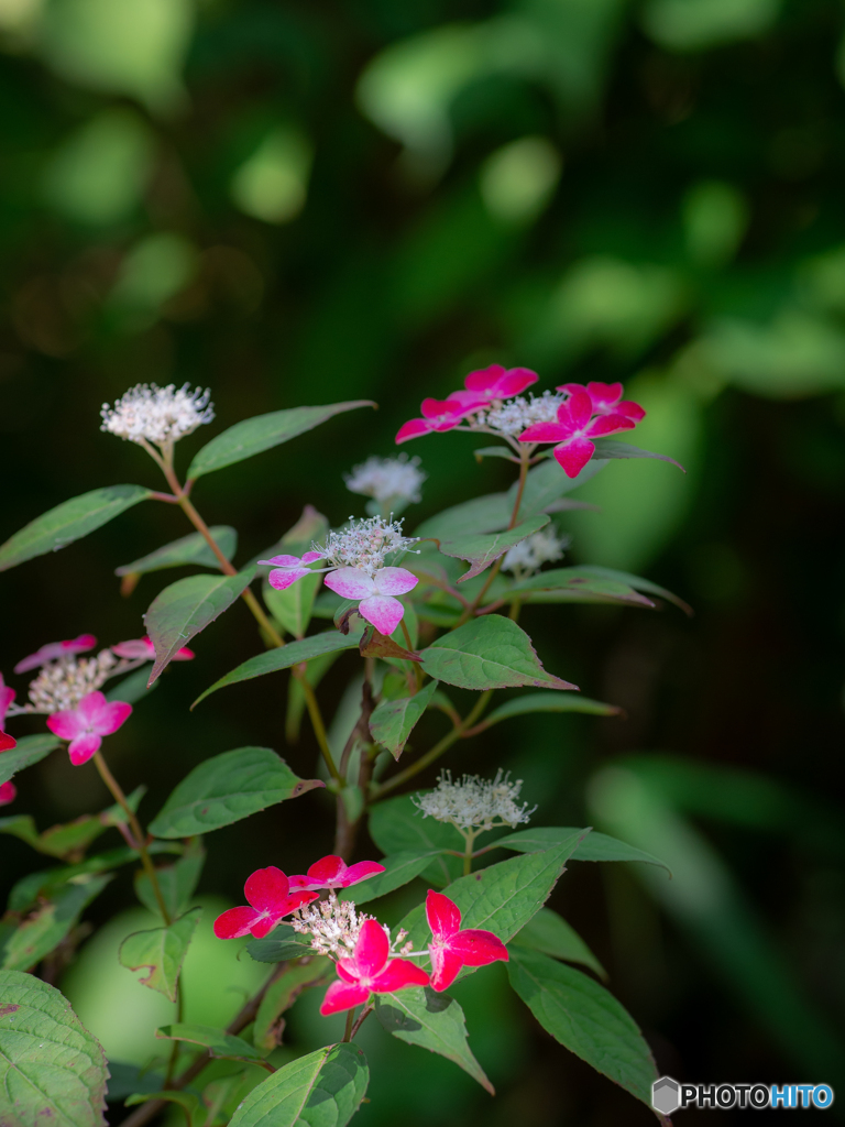 （山紫陽花）