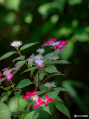 （山紫陽花）