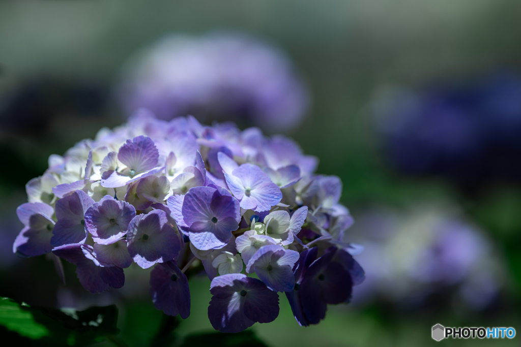 （紫陽花）