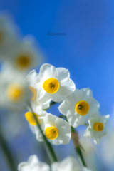 （青い空と水仙の花）