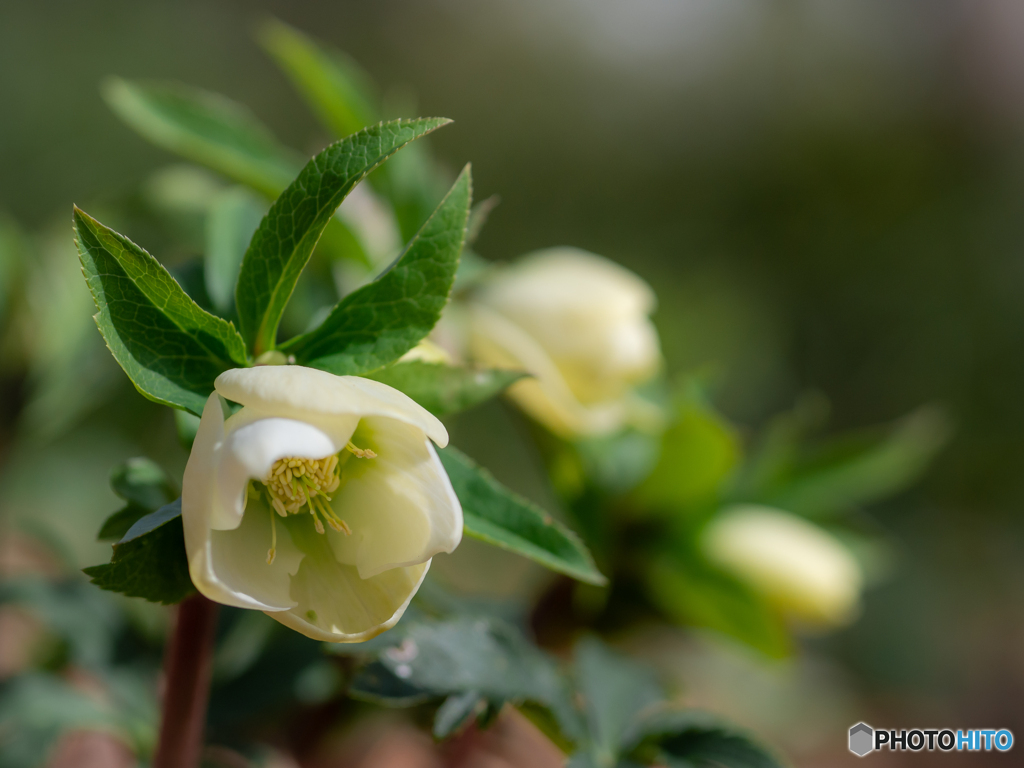 （Christmas rose)