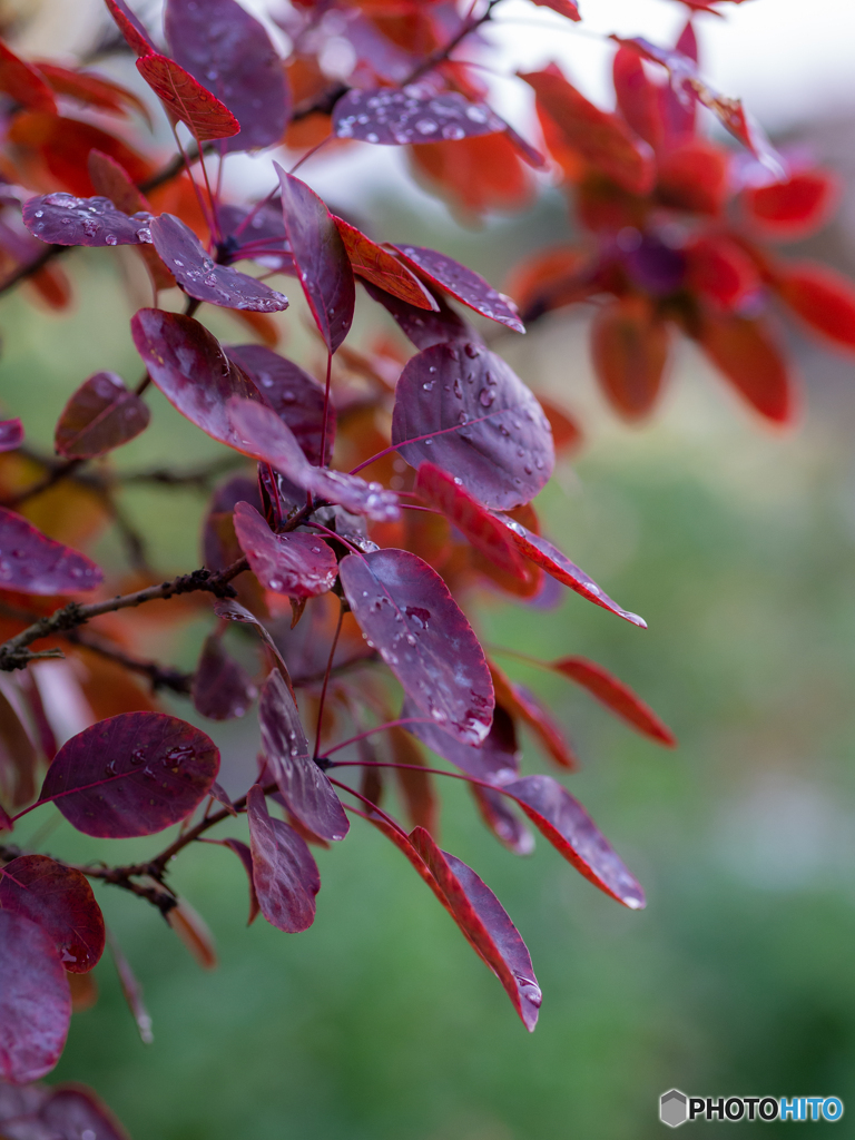 （Smoke tree）
