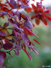 （Smoke tree）